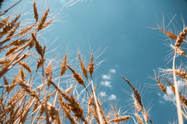 Wheat Field Free Photo