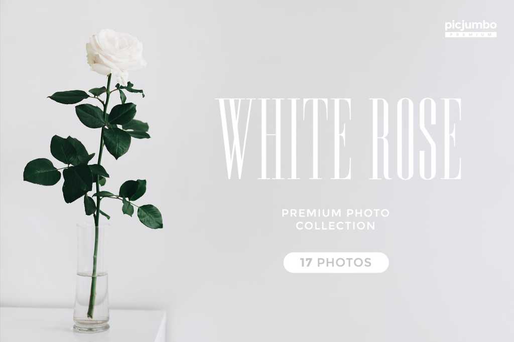 White Rose Photo Collection