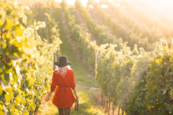 Woman in a Red Dress Holding a Glass of Wine in The Vineyard Free Photo