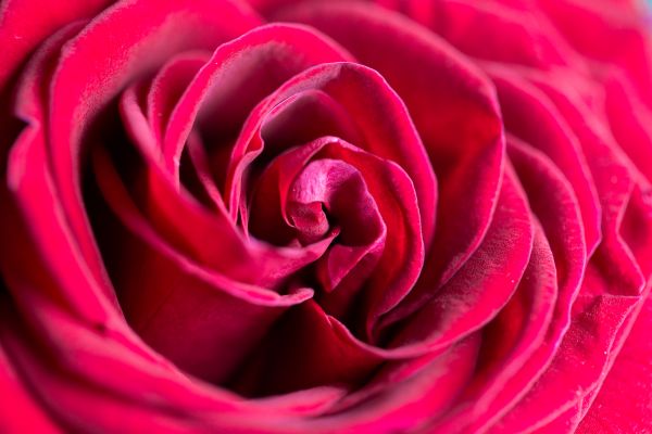 Wonderful Rose Flower Close Up Free Photo